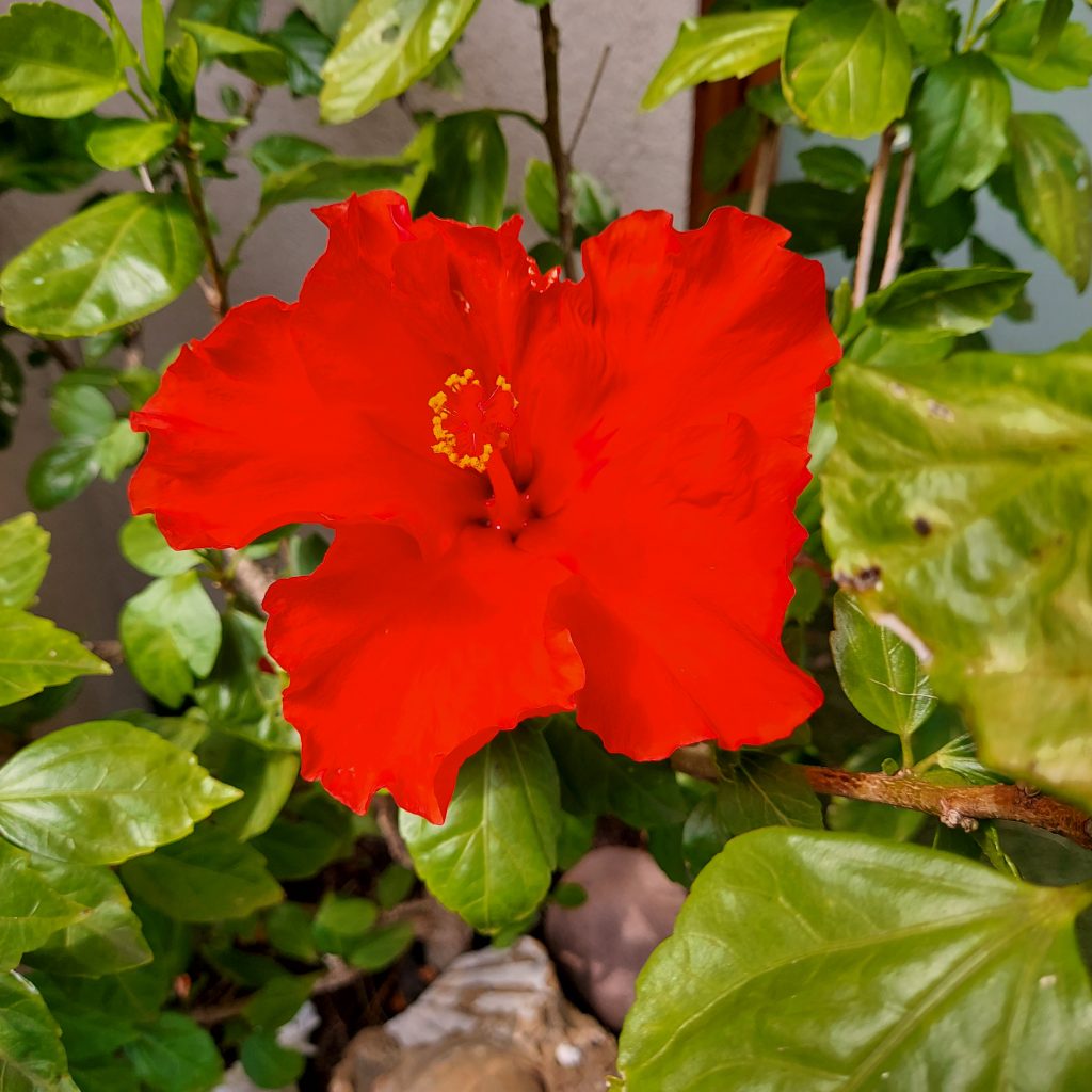 Kwiat hibiskusa, blog Agaty Wrońskiej